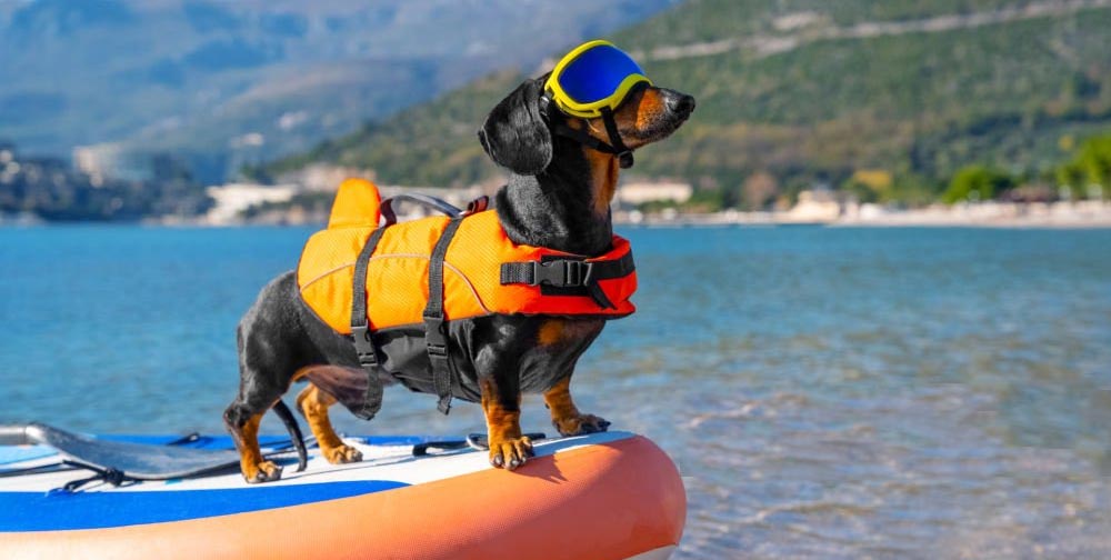SUP Board Fishing Equipment